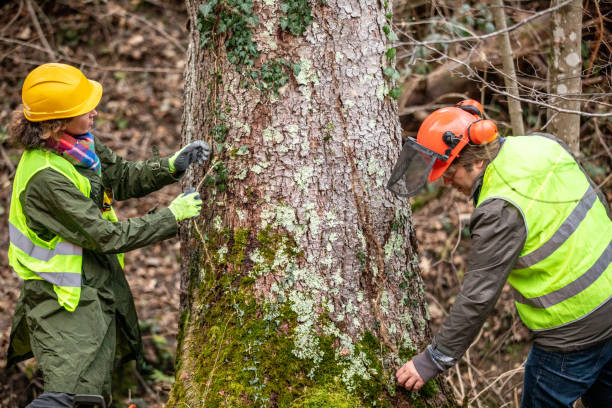 Professional Tree Care in Queens Gate, PA